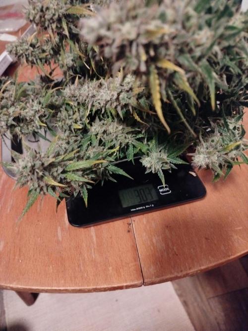 2nd grow Indoor. Week 11
