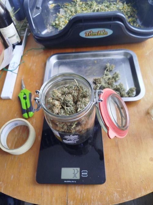 2nd grow Indoor. Week 11