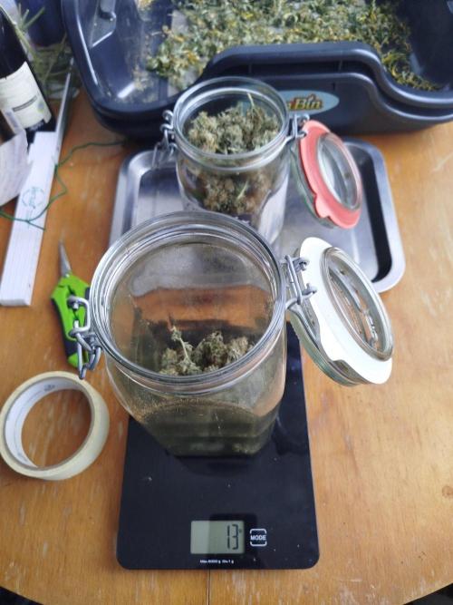 2nd grow Indoor. Week 11