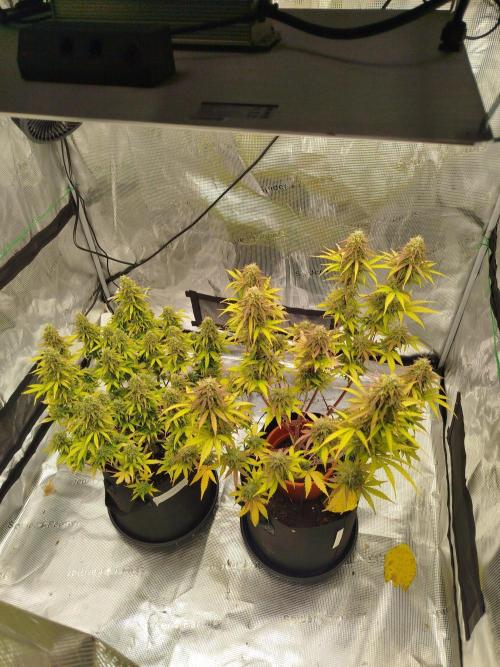 2nd grow Indoor. Week 12