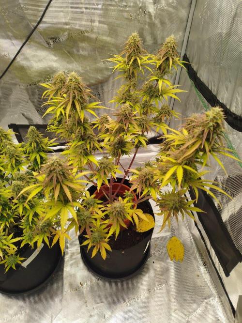2nd grow Indoor. Week 12