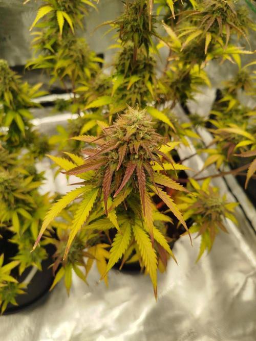 2nd grow Indoor. Week 12