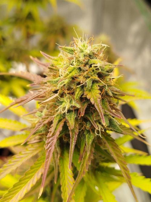 2nd grow Indoor. Week 12
