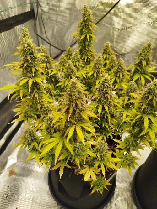 2nd grow Indoor. Week 12