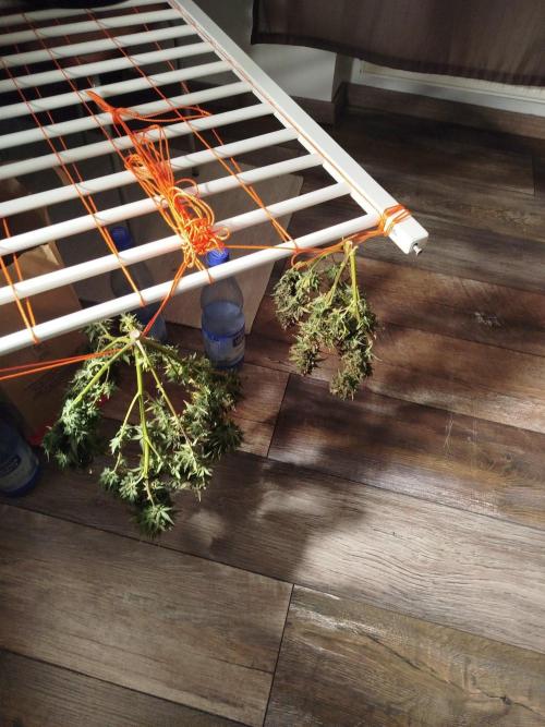 2nd grow Indoor. Week 12
