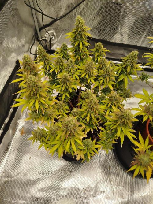 2nd grow Indoor. Week 12