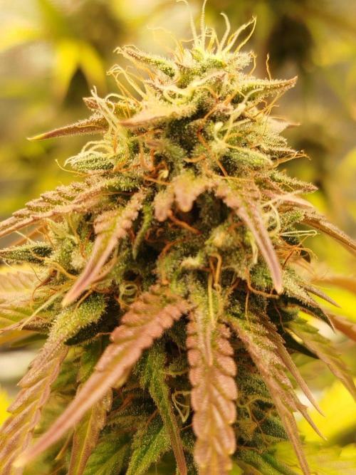 2nd grow Indoor. Week 12