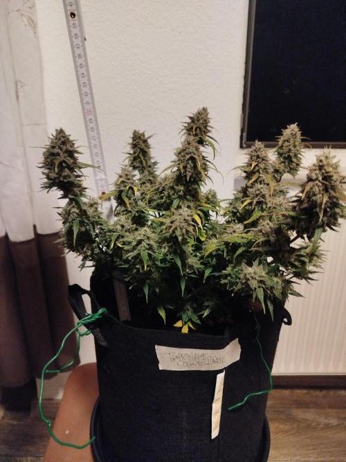 2nd grow Indoor. Week 14