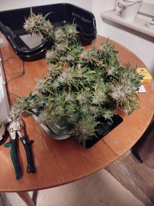2nd grow Indoor. Week 14