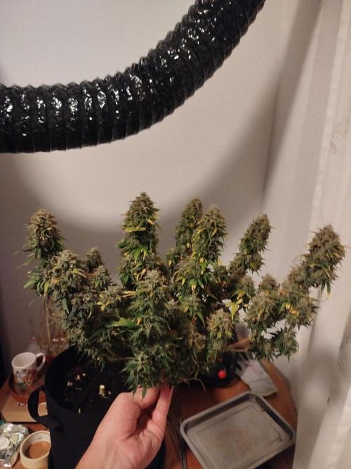 2nd grow Indoor. Week 14