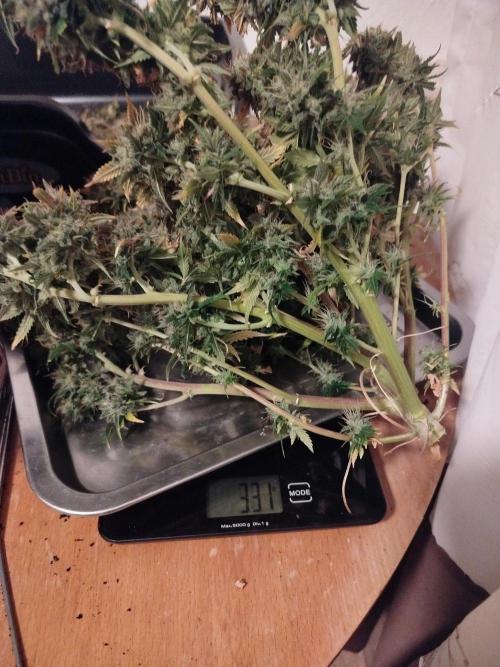 2nd grow Indoor. Week 14