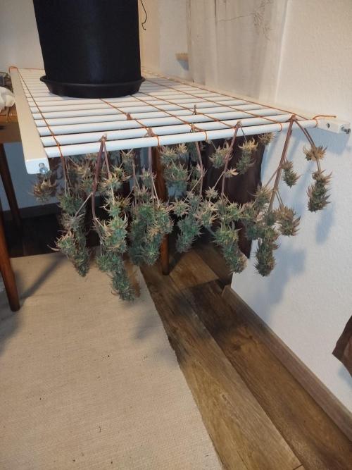 2nd grow Indoor. Week 14