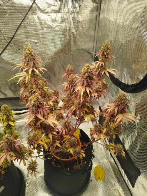 2nd grow Indoor. Week 14