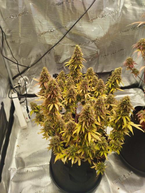 2nd grow Indoor. Week 14