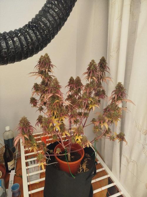 2nd grow Indoor. Week 14