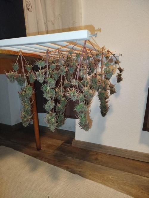 2nd grow Indoor. Week 14