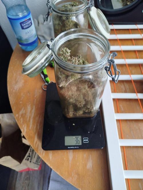2nd grow Indoor. Week 14