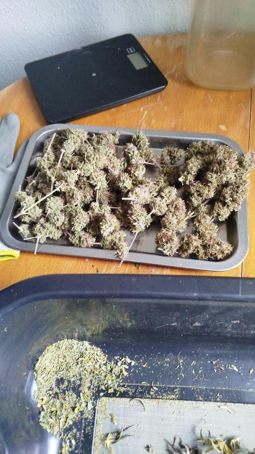 2nd grow Indoor. Week 14