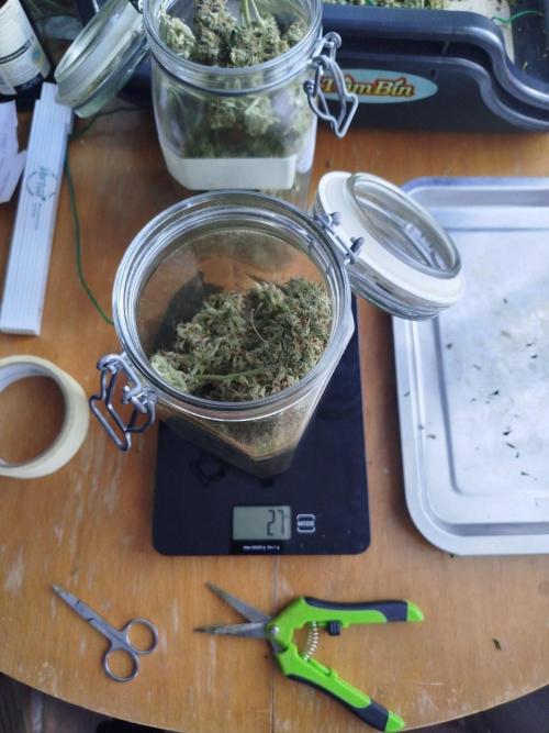2nd grow Indoor. Week 14