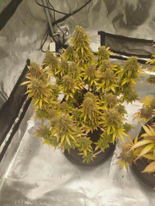 2nd grow Indoor. Week 15