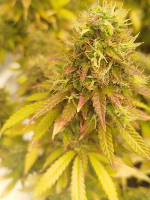 2nd grow Indoor. Week 15