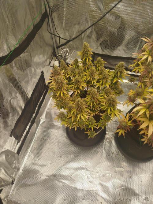 2nd grow Indoor. Week 15