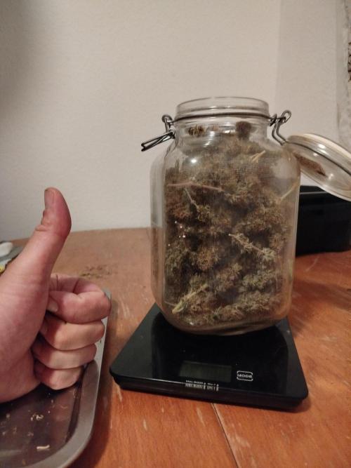 2nd grow Indoor. Week 15