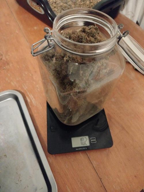 2nd grow Indoor. Week 15