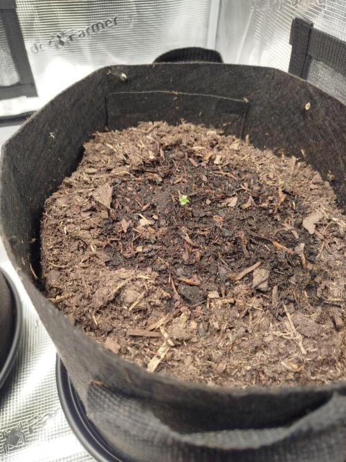 3rd Indoor grow. Week 0