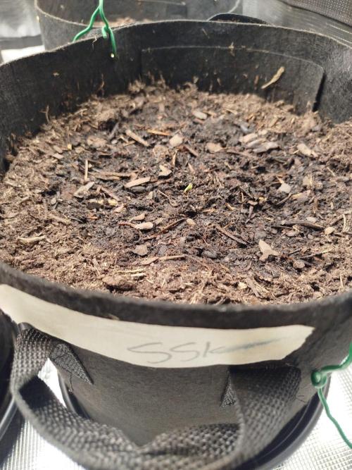 3rd Indoor grow. Week 0