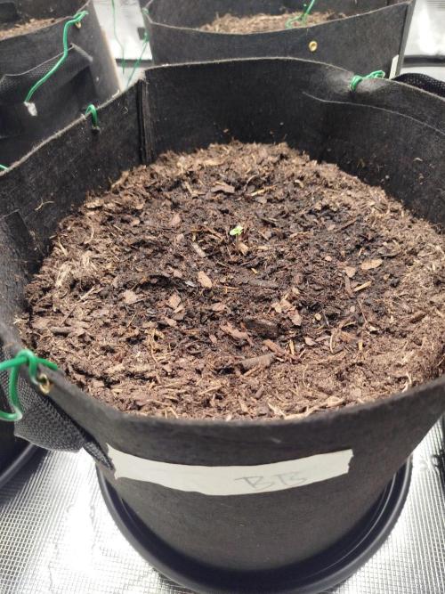 3rd Indoor grow. Week 0