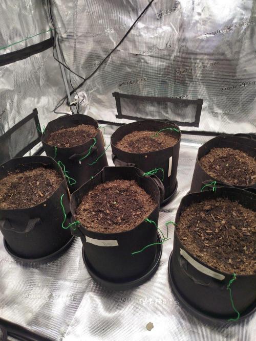 3rd Indoor grow. Week 0