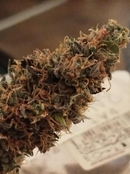 2nd grow Indoor. Week 15