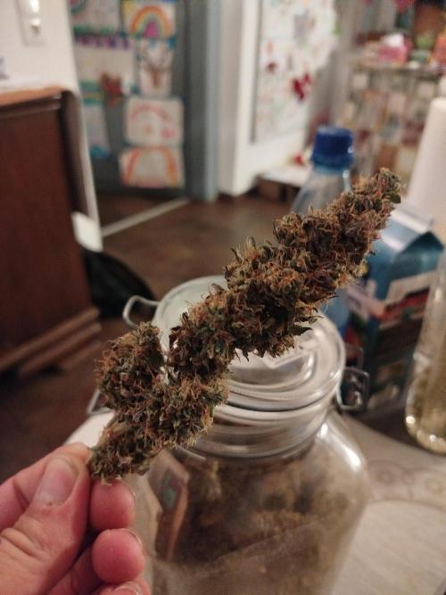 2nd grow Indoor. Week 15