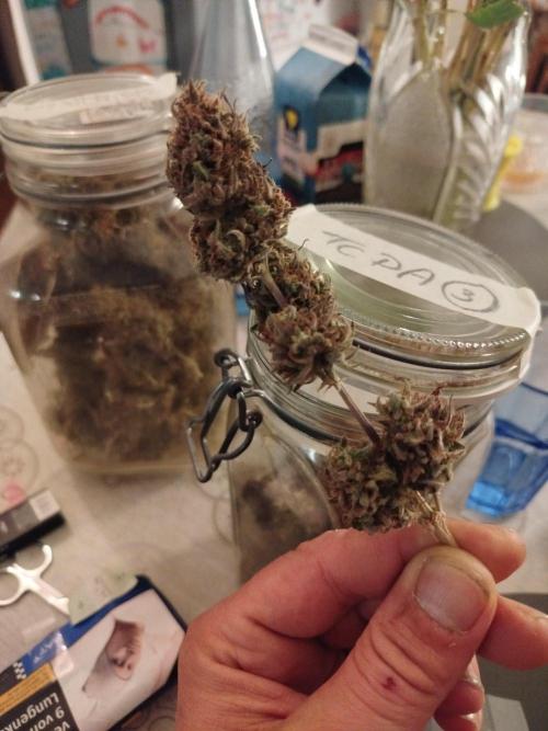 2nd grow Indoor. Week 14
