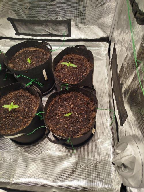 3rd Indoor grow. Week 1