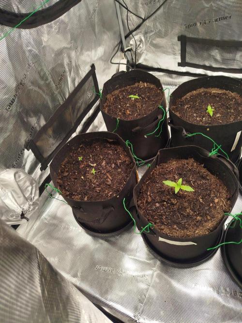 3rd Indoor grow. Week 1