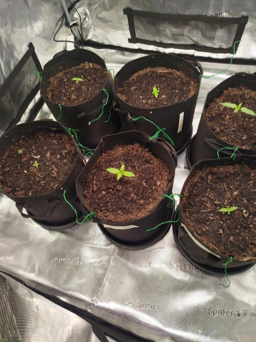 3rd Indoor grow. Week 1