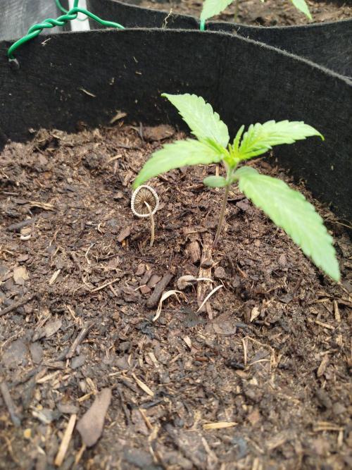 3rd Indoor grow. Week 2
