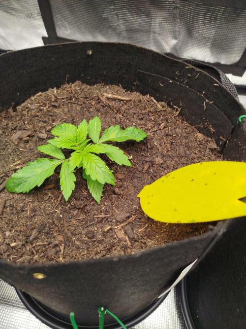 3rd Indoor grow. Week 2