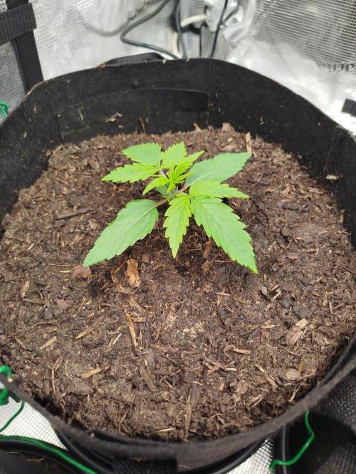 3rd Indoor grow. Week 2
