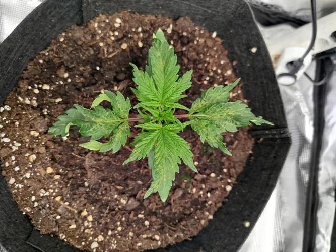 First Indoor grow. Week 3 - Leaf mutation?