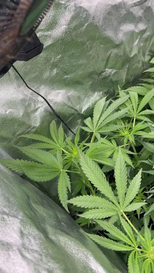 Permafunk - FEMINIZED - Compound Genetics