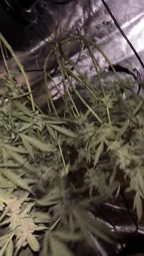 Peanut butter OGKB - FEMINIZED - Original Sensible