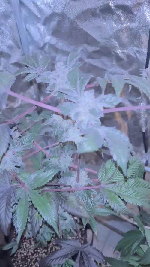 Permafunk - FEMINIZED - Compound Genetics