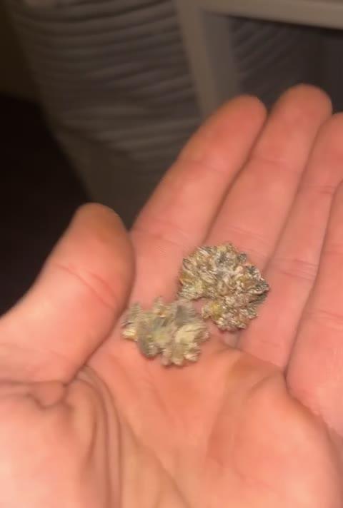 Permafunk - FEMINIZED - Compound Genetics