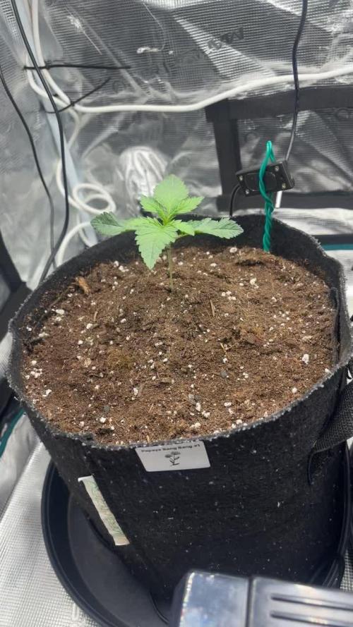 Papaya Bang Bang #2 - Exotic Genetix