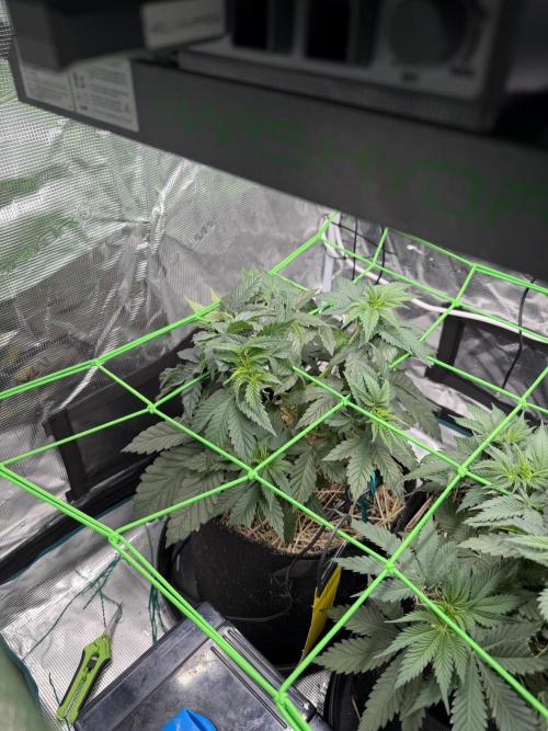Papaya Bang Bang #1 - Exotic Genetix. Week 5 - Day 31