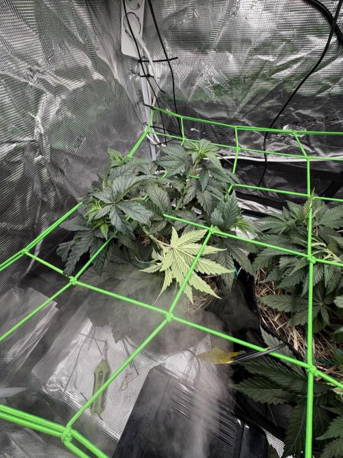 Papaya Bang Bang #1 - Exotic Genetix. Week 5 - Day 32