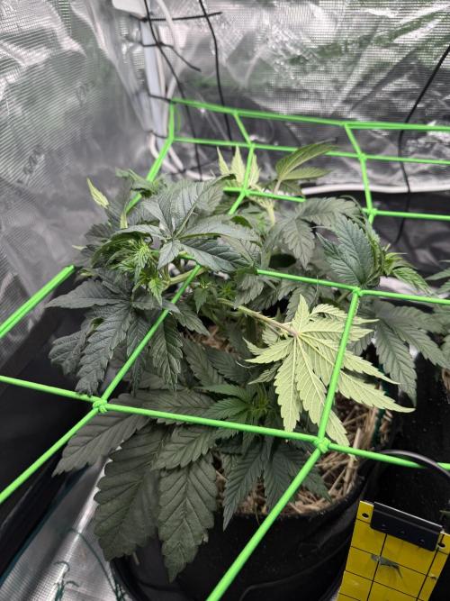 Papaya Bang Bang #1 - Exotic Genetix. Week 5 - Day 32